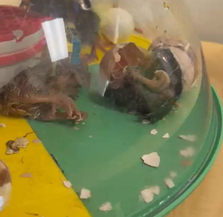 A chick hatching inside the Multi Hatch 9000 dome