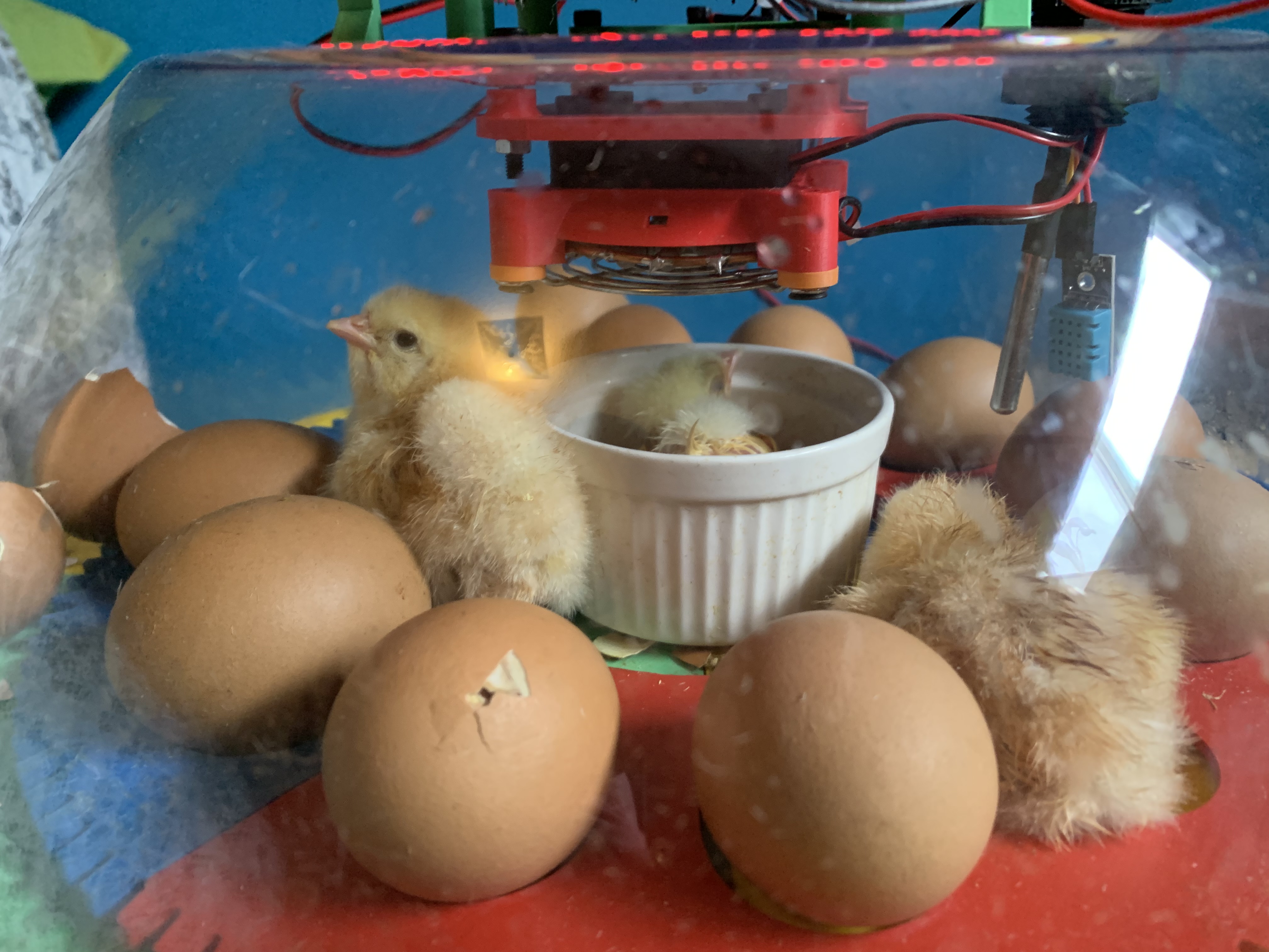 Chicks hatching inside the transparent incubator dome