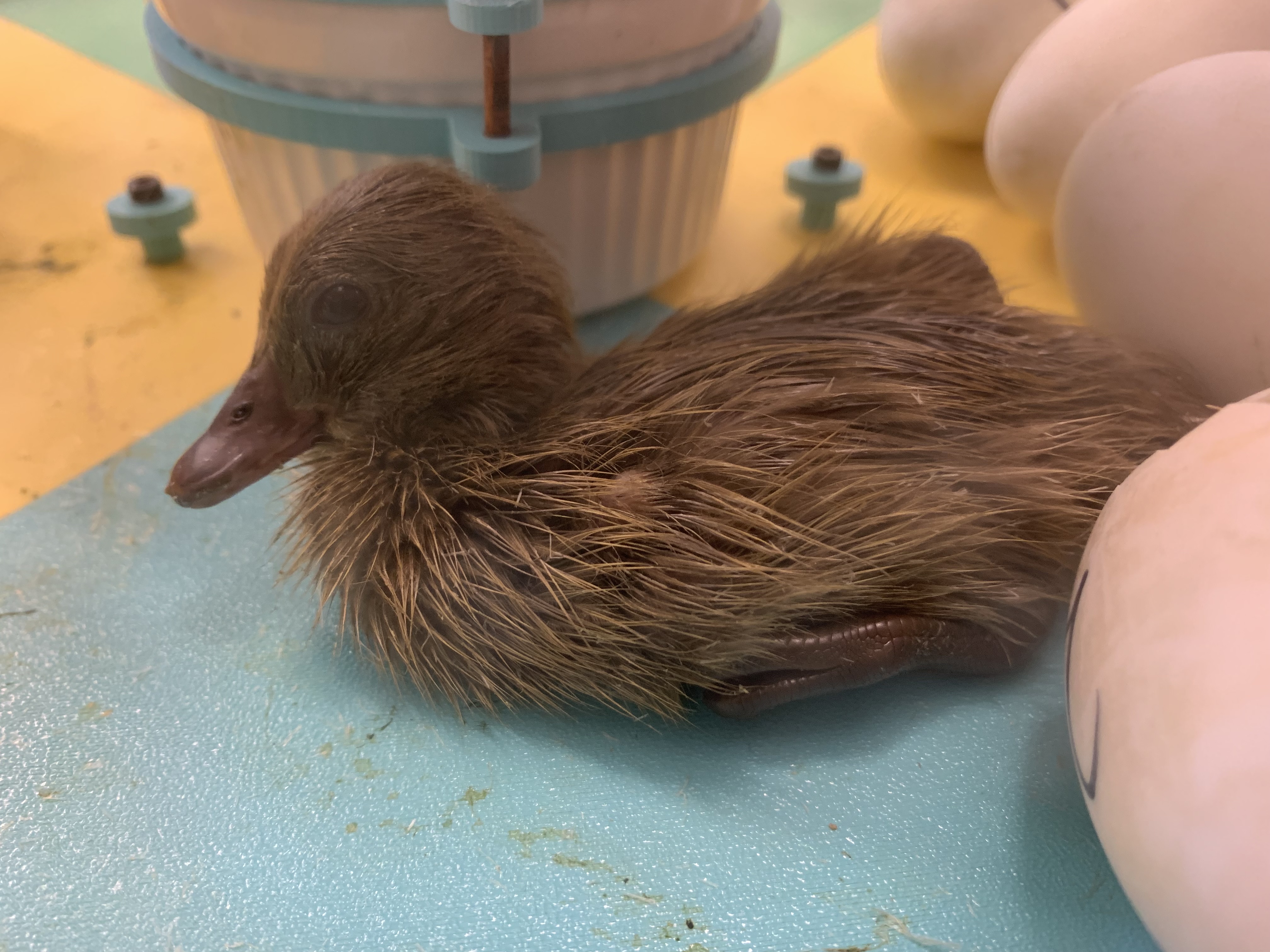 A duckling minutes after hatching in the Multi Hatch 9000